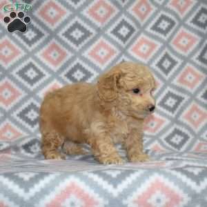 Petey, Bich-Poo Puppy